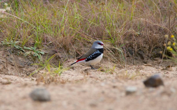 Diamond Firetail