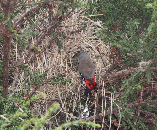 Diamond Firetail