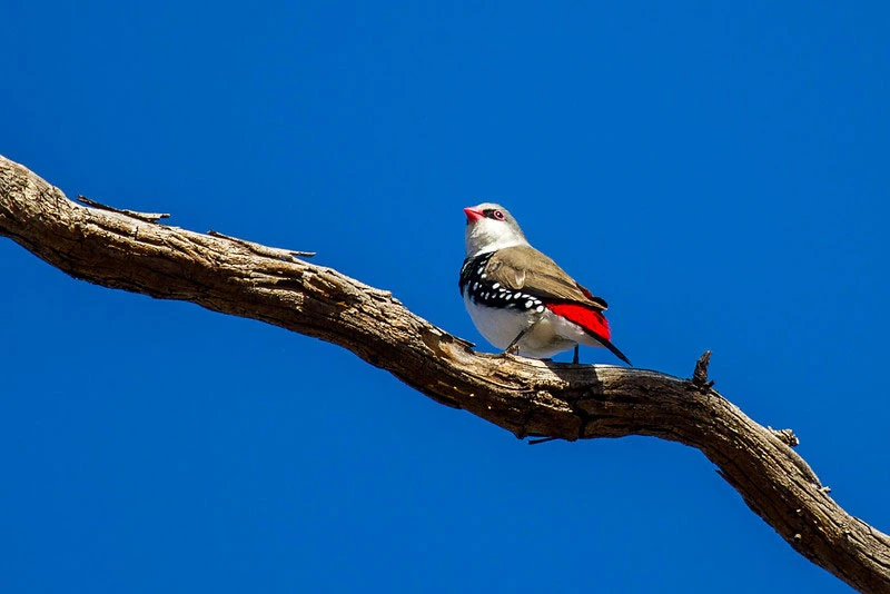 Diamond Firetail