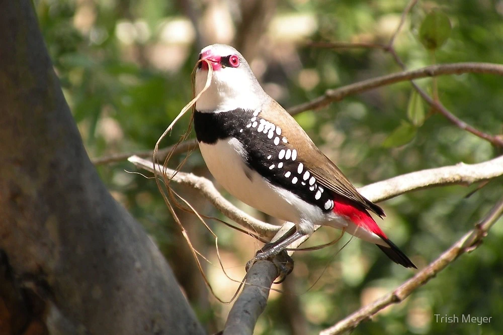 Diamond Firetail