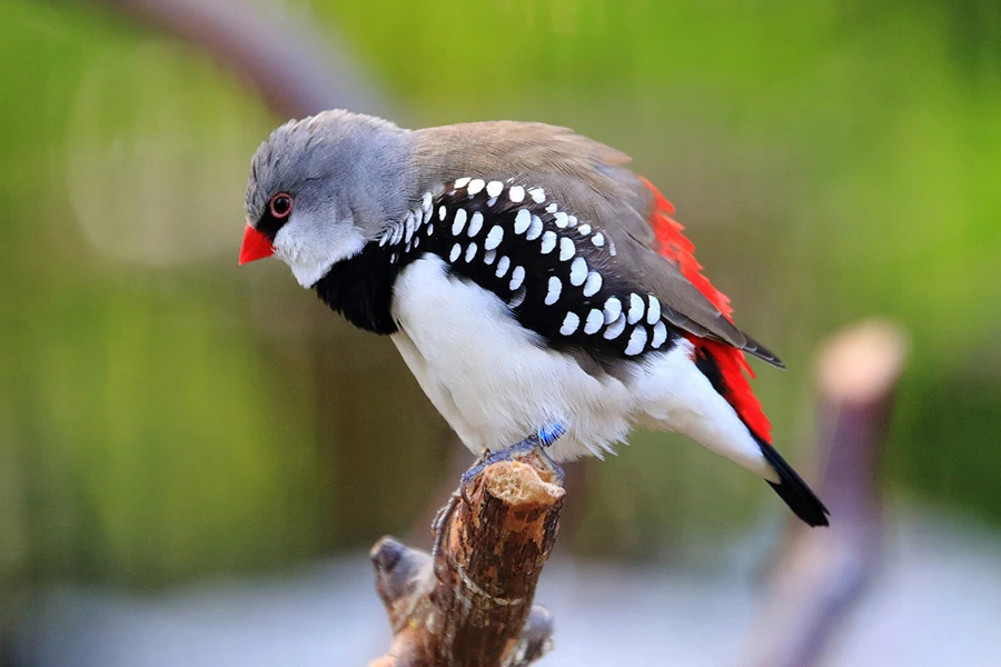 Diamond Firetail Finch