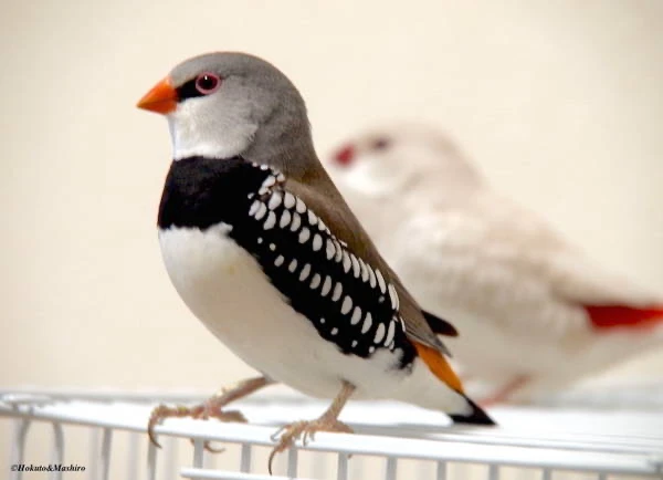 Diamond Firetail