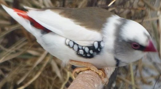 Diamond Firetail