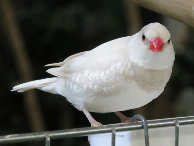 Diamond Firetail