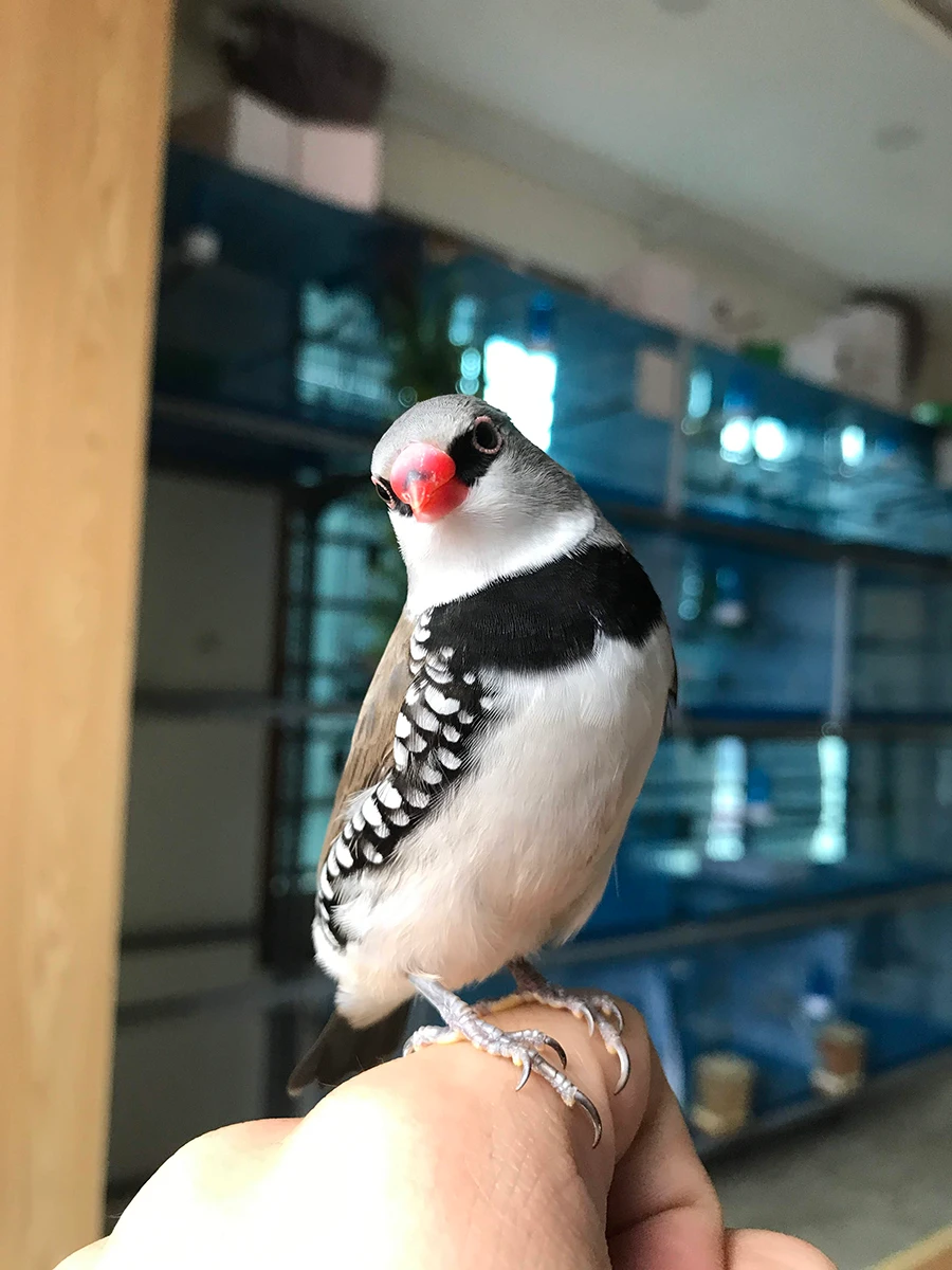 Diamond Firetail