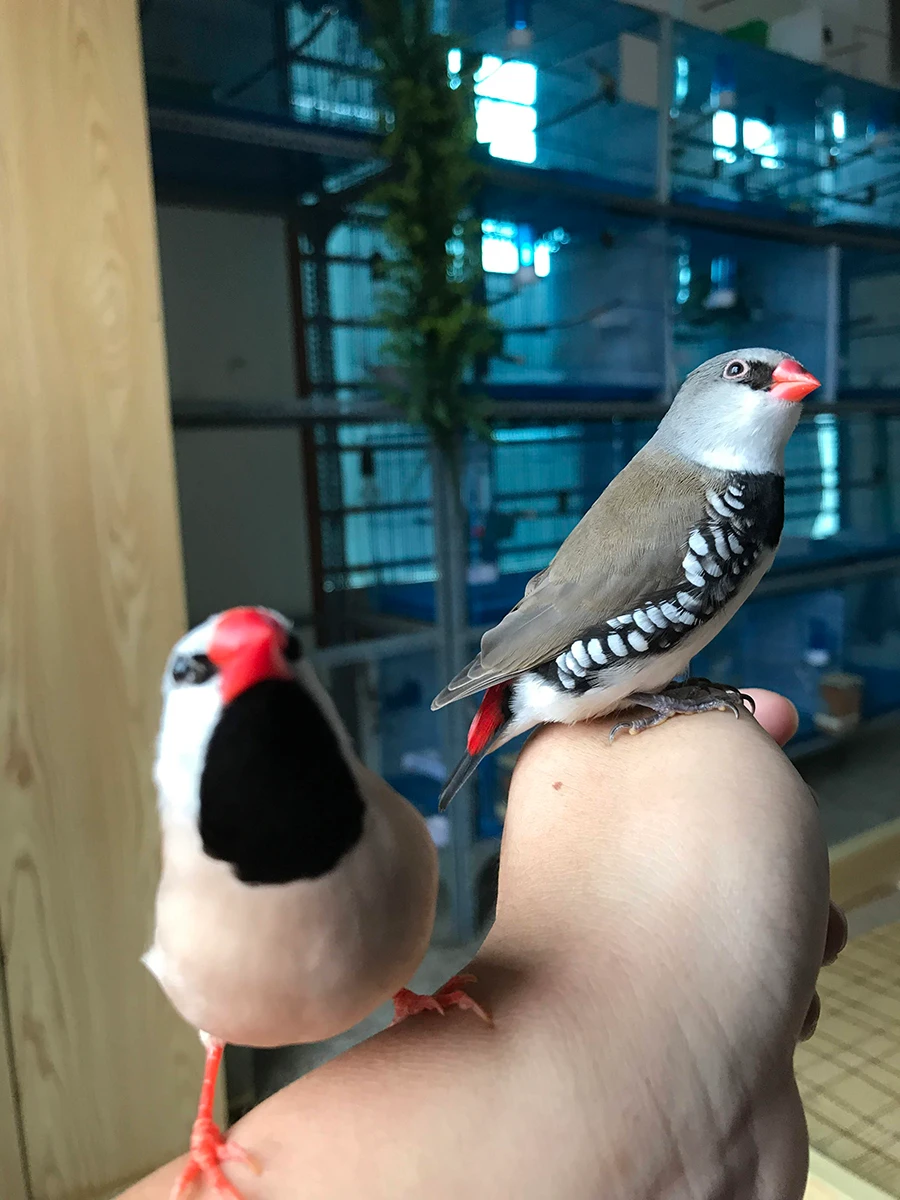 Diamond Firetail